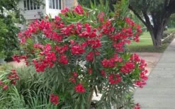 Hardy Red Oleander Bush - 3 Gallon Pot -Leafy Joy Shop Oleander Hardy Red 3
