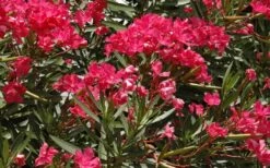 Hardy Red Oleander Bush - 3 Gallon Pot -Leafy Joy Shop Oleander Hardy Red 4