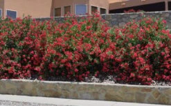 Hardy Red Oleander Bush - 3 Gallon Pot -Leafy Joy Shop Oleander Hardy Red 6