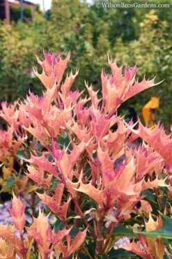 Party Lights Pink Flush Tea Olive - Osmanthus Heterophyllus - 5 Gallon Pot -Leafy Joy Shop Osmanthus Party Lights 11