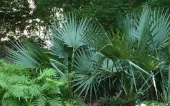 Cape Hatteras Cold Hardy Sabal Palm - 1 Gallon Pot -Leafy Joy Shop Palm Cape Hatteras 2