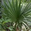 Cape Hatteras Cold Hardy Sabal Palm - 1 Gallon Pot -Leafy Joy Shop Palm Cape Hatteras 3