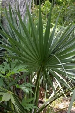 Cape Hatteras Cold Hardy Sabal Palm - 1 Gallon Pot