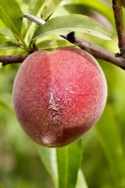 Bonanza Dwarf Patio Peach Tree - 5 Gallon -Leafy Joy Shop Peach Bonanza 1