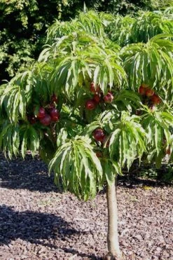 Bonanza Dwarf Patio Peach Tree - 5 Gallon -Leafy Joy Shop Peach Bonanza 2