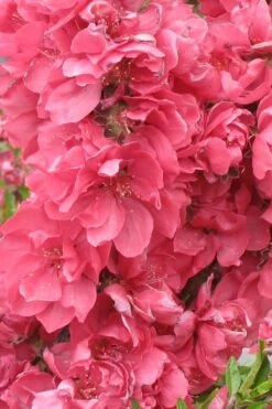 Bonanza Dwarf Patio Peach Tree - 5 Gallon -Leafy Joy Shop Peach Bonanza 3