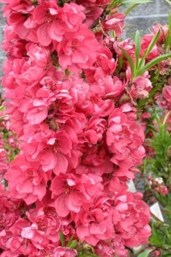 Bonanza Dwarf Patio Peach Tree - 5 Gallon -Leafy Joy Shop Peach Bonanza 4