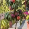 Bonanza Dwarf Patio Peach Tree - 5 Gallon -Leafy Joy Shop Peach Bonanza 6