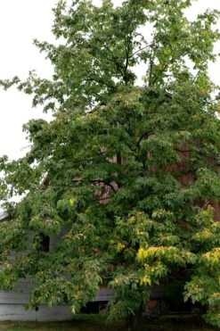 American Persimmon Tree - Diospyros Virginiana - 3 Gallon Pot -Leafy Joy Shop Persimmon American 2