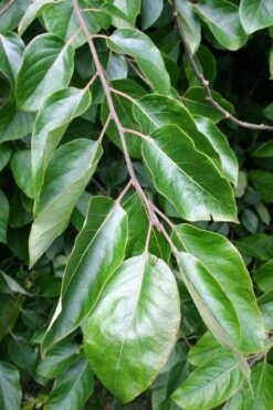 American Persimmon Tree - Diospyros Virginiana - 3 Gallon Pot -Leafy Joy Shop Persimmon American 3