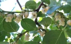 American Persimmon Tree - Diospyros Virginiana - 3 Gallon Pot -Leafy Joy Shop Persimmon American 5