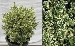 Dwarf Variegated Boxwood - 1 Gallon Pot -Leafy Joy Shop Picture Boxwood Dwarf Variegated 1