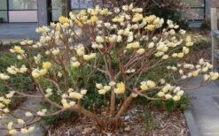 Winter Gold Edgeworthia Chrysantha - Paper Bush - 3 Gallon Pot 25 Winter Gold Edgeworthia Chrysantha - Paper Bush - 3 Gallon Pot -Leafy Joy Shop Picture Edgeworthia Paper Bush 3