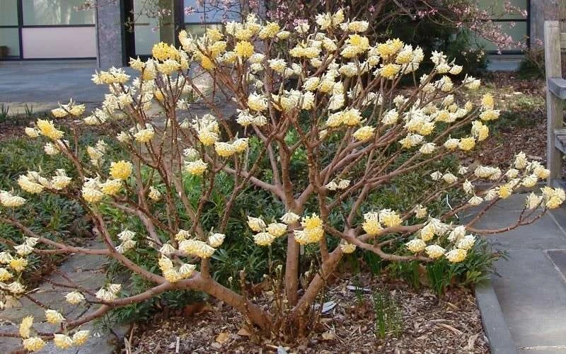 Winter Gold Edgeworthia Chrysantha - Paper Bush - 3 Gallon Pot 14 Winter Gold Edgeworthia Chrysantha - Paper Bush - 3 Gallon Pot - Image 12