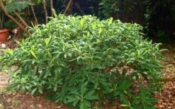 Winter Gold Edgeworthia Chrysantha - Paper Bush - 3 Gallon Pot 24 Winter Gold Edgeworthia Chrysantha - Paper Bush - 3 Gallon Pot -Leafy Joy Shop Picture Edgeworthia Shrub