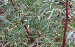 Angus Cold Hardy Eucalyptus Tree (Eucalyptus Nicholii) - Quart Pot -Leafy Joy Shop Picture Eucalyptus Tree Anugus Willow Leaf Peppermint 1