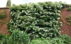 Moonlight Climbing Hydrangea - 5 Gallon Pot -Leafy Joy Shop Picture Hydrangea Climbing Petiolaris 5 2