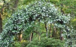 Confederate Jasmine Vine (Trachelospermum Jasminoides) - 3 Gallon Pot -Leafy Joy Shop Picture Jasmine Confederate On Arch