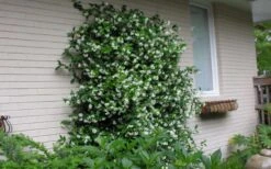 Confederate Jasmine Vine (Trachelospermum Jasminoides) - 3 Gallon Pot -Leafy Joy Shop Picture Jasmine Confederate On Trellis