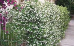 Confederate Jasmine Vine (Trachelospermum Jasminoides) - 3 Gallon Pot -Leafy Joy Shop Picture Jasmine Confederate Vine 1