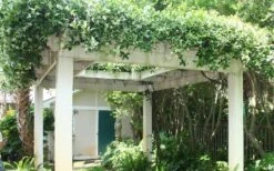 Confederate Jasmine Vine (Trachelospermum Jasminoides) - 3 Gallon Pot -Leafy Joy Shop Picture Jasmine Confederate Vine 2