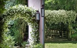 Madison Confederate Jasmine - 6 Pack Of 1 Gallon Pots -Leafy Joy Shop Picture Jasmine Madison 3