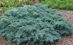 Blue Star Juniper - 2 Gallon Pot -Leafy Joy Shop Picture Juniper Blue Star