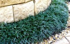 Dwarf Mondo Grass - 18 Count Flat Of Pint Pots 14 Dwarf Mondo Grass - 18 Count Flat Of Pint Pots -Leafy Joy Shop Picture Mondo Grass Dwarf 4