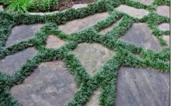 Dwarf Mondo Grass - 18 Count Flat Of Pint Pots 15 Dwarf Mondo Grass - 18 Count Flat Of Pint Pots -Leafy Joy Shop Picture Mondo Grass Dwarf 6