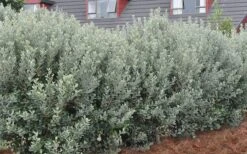 Bambina Dwarf Pineapple Guava (Feijoa Sellowiana ' Tharfiona') - 3 Gallon Pot -Leafy Joy Shop Pineapple Guava Hedge