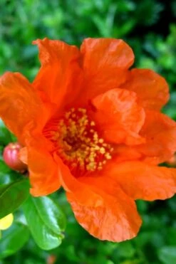 Russian 26 Cold Hardy Pomegranate - 3 Gallon Pot 12 Russian 26 Cold Hardy Pomegranate - 3 Gallon Pot -Leafy Joy Shop Pomegranate Russian 26 11