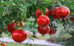 Russian 26 Cold Hardy Pomegranate - 3 Gallon Pot 13 Russian 26 Cold Hardy Pomegranate - 3 Gallon Pot -Leafy Joy Shop Pomegranate Russian 26 12