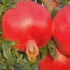 Russian 26 Cold Hardy Pomegranate - 3 Gallon Pot -Leafy Joy Shop Pomegranate Russian 26 Rev 500x750 1