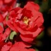 Iwai Nishiki Red Flowering Quince - 1 Gallon Pot -Leafy Joy Shop Quince Iwai Nishiki 1