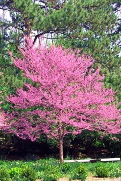 Carolina Sweetheart Eastern Redbud Tree - 3 Gallon Pot 13 Carolina Sweetheart Eastern Redbud Tree - 3 Gallon Pot -Leafy Joy Shop Redbud Carolina Sweetheart 14 1