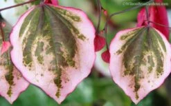 Carolina Sweetheart Eastern Redbud Tree - 5 Gallon Pot 11 Carolina Sweetheart Eastern Redbud Tree - 5 Gallon Pot -Leafy Joy Shop Redbud Carolina Sweetheart 9