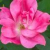 Swamp Rose (Rosa Palustris) - 3 Pack Of 1.5 Quart Pots 1 Swamp Rose (Rosa Palustris) - 3 Pack Of 1.5 Quart Pots -Leafy Joy Shop Rose Knock Out Pink 5