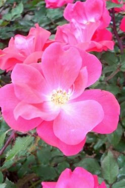 Swamp Rose (Rosa Palustris) - 3 Pack Of 1.5 Quart Pots -Leafy Joy Shop Rose Knock Out Pink 6