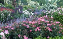 Swamp Rose (Rosa Palustris) - 3 Pack Of 1.5 Quart Pots -Leafy Joy Shop Rose Knock Out Pink 8