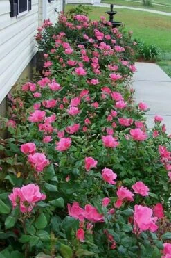 Swamp Rose (Rosa Palustris) - 3 Pack Of 1.5 Quart Pots -Leafy Joy Shop Rose Knock Out Pink 9
