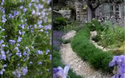 Chef's Choice Rosemary - 1 Gallon Pot 11 Chef's Choice Rosemary - 1 Gallon Pot -Leafy Joy Shop Rosemary Chefs Choice 2