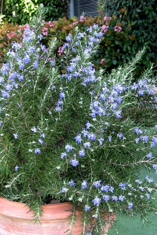 Chef's Choice Rosemary - 1 Gallon Pot 3 Chef's Choice Rosemary - 1 Gallon Pot