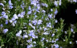 Chef's Choice Rosemary - 1 Gallon Pot 10 Chef's Choice Rosemary - 1 Gallon Pot -Leafy Joy Shop Rosemary Chefs Choice Flowers