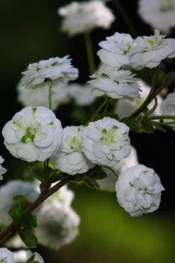 Plena Double Bridal Wreath Spirea (Spirea Prunifolia) - 1 Gallon Pot 16 Plena Double Bridal Wreath Spirea (Spirea Prunifolia) - 1 Gallon Pot -Leafy Joy Shop Spirea Bridal Wreath Plena 1 1