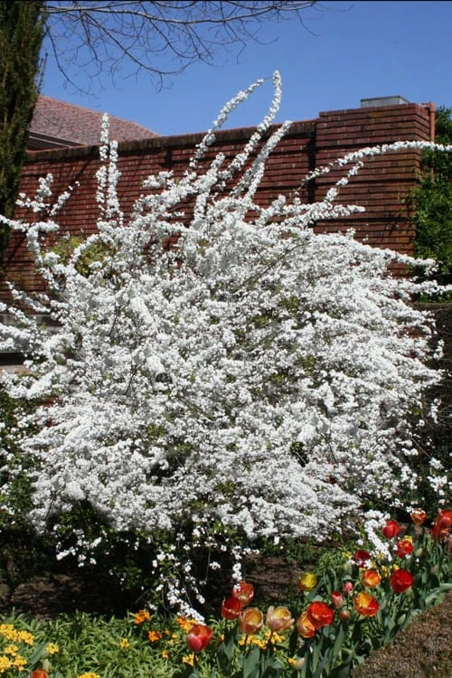 Plena Double Bridal Wreath Spirea (Spirea Prunifolia) - 1 Gallon Pot 6 Plena Double Bridal Wreath Spirea (Spirea Prunifolia) - 1 Gallon Pot - Image 4