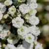 Plena Double Bridal Wreath Spirea (Spirea Prunifolia) - 1 Gallon Pot 2 Plena Double Bridal Wreath Spirea (Spirea Prunifolia) - 1 Gallon Pot -Leafy Joy Shop Spirea Bridal Wreath Plena 4 1