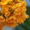Fragrant Orange Tea Olive - Osmanthus Fragrans Aurantiacus - 5 Gallon Pot -Leafy Joy Shop Tea Olive Fragrant Orange 500x750 1