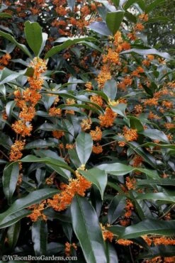 Fragrant Orange Tea Olive - Osmanthus Fragrans Aurantiacus - 5 Gallon Pot -Leafy Joy Shop Tea Olive Orange 102