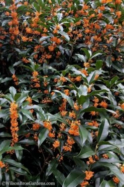 Fragrant Orange Tea Olive - Osmanthus Fragrans Aurantiacus - 7 Gallon Pot (5-6') 15 Fragrant Orange Tea Olive - Osmanthus Fragrans Aurantiacus - 7 Gallon Pot (5-6') -Leafy Joy Shop Tea Olive Orange 103 1