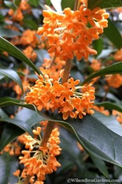Fragrant Orange Tea Olive - Osmanthus Fragrans Aurantiacus - 7 Gallon Pot (5-6') 13 Fragrant Orange Tea Olive - Osmanthus Fragrans Aurantiacus - 7 Gallon Pot (5-6') -Leafy Joy Shop Tea Olive Orange 104 1